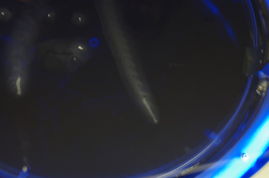 29