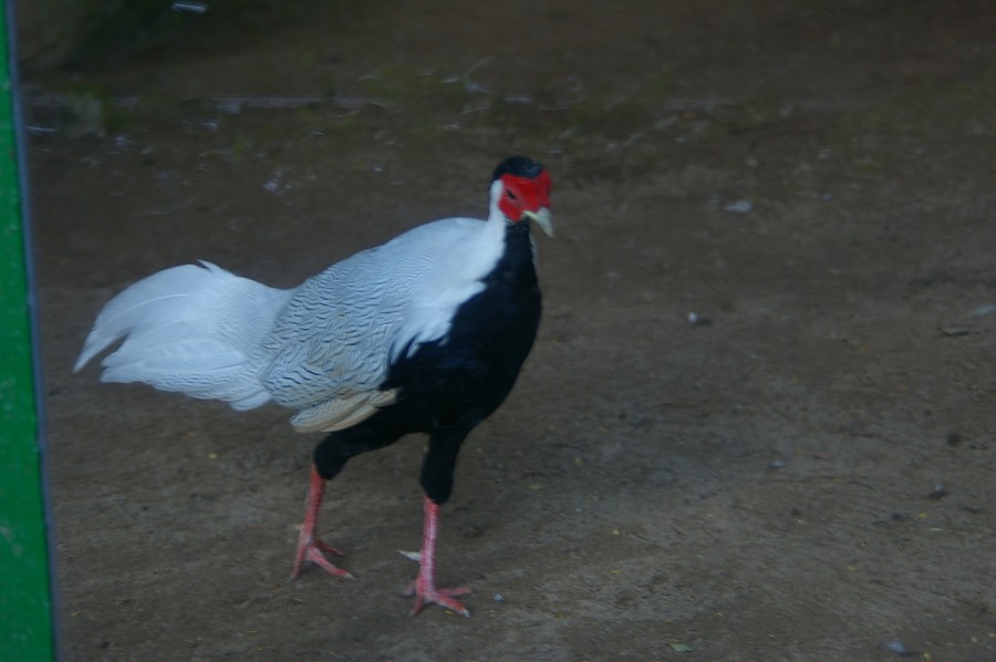 61
