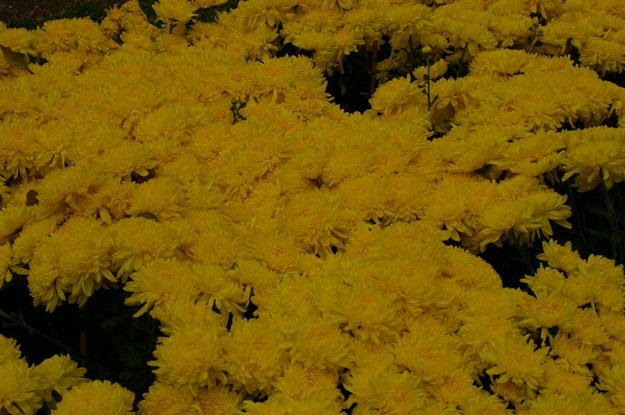 155