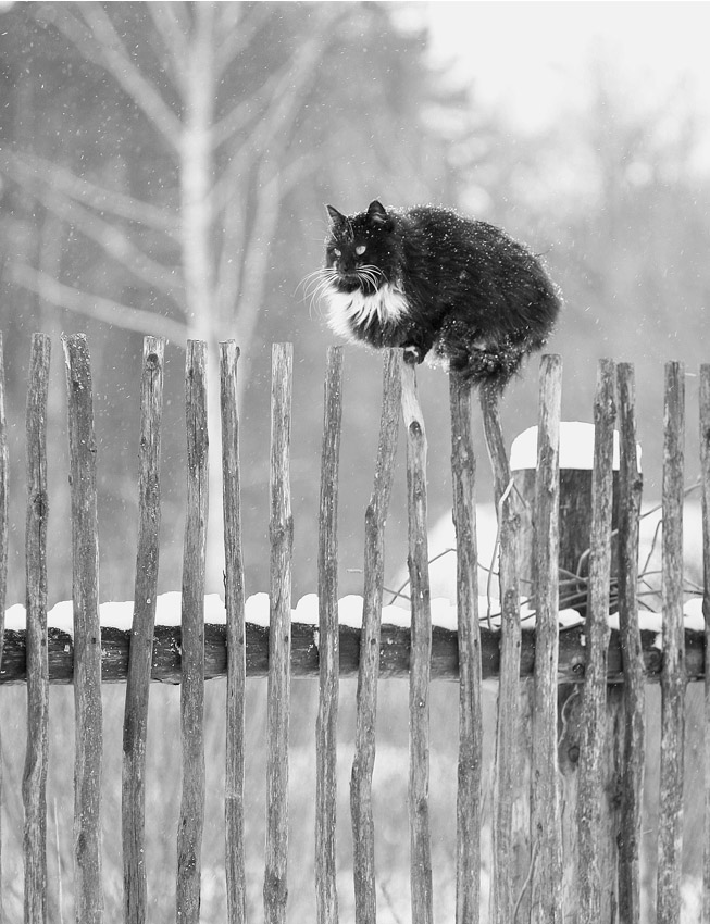 cat