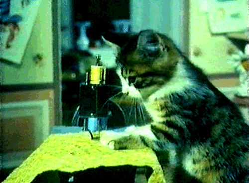 203730.gif