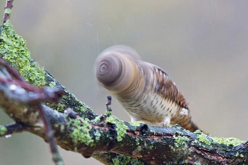 head