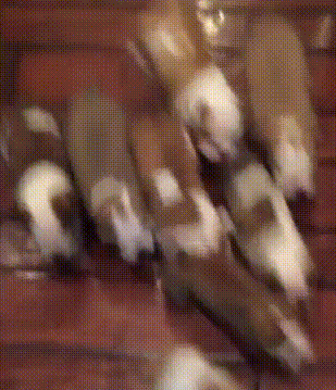 201850.gif