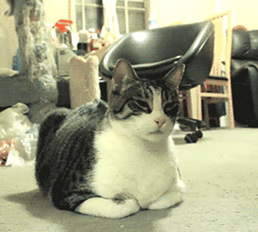 203730.gif